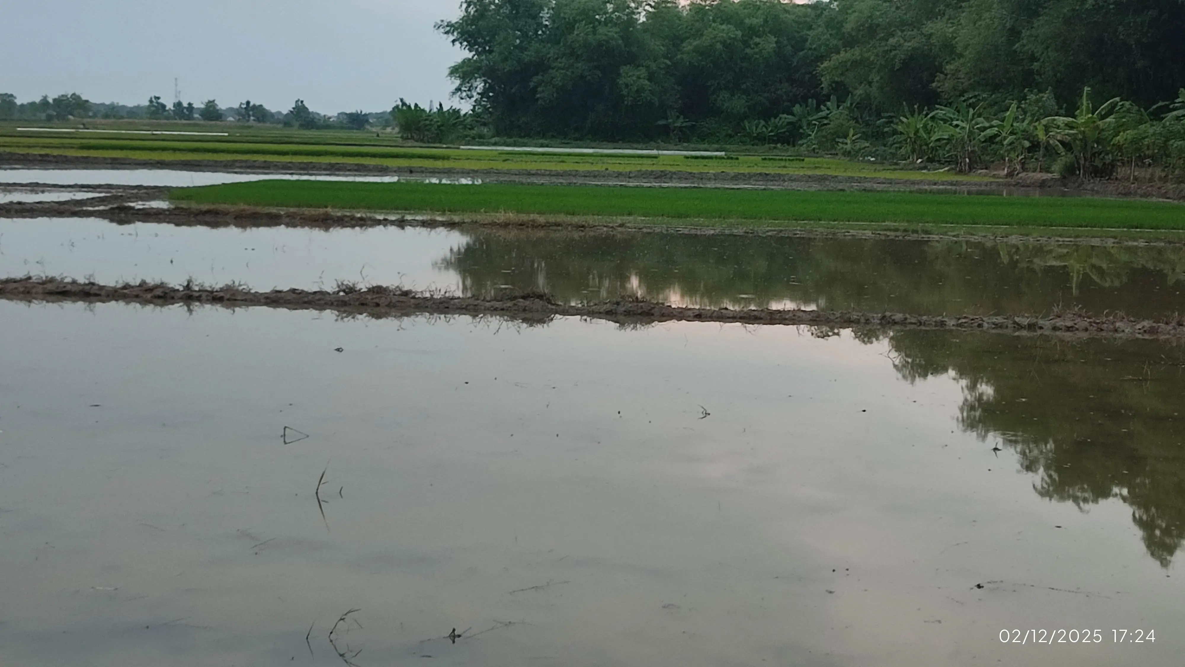Senandung Teot Teblung: Petani, Tandur, dan Panen